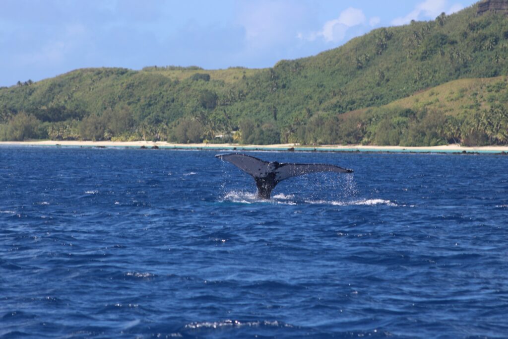 humpback whale tail in aitutaki