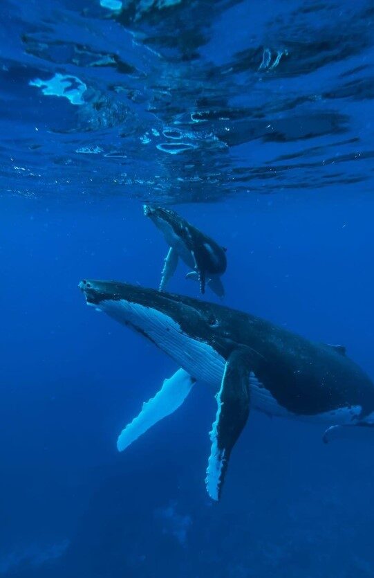 humpback whale cook islands