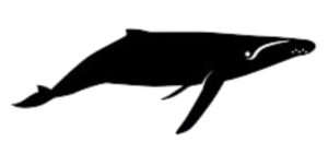 humpback whale graphic