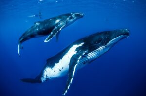 swim with the humpback whales