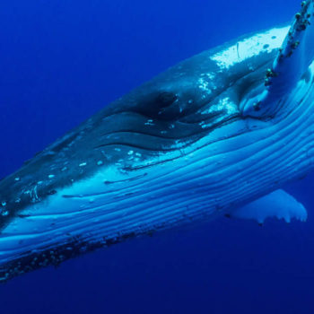 Come swim with the Whales in Aitutaki, Cook Islands!